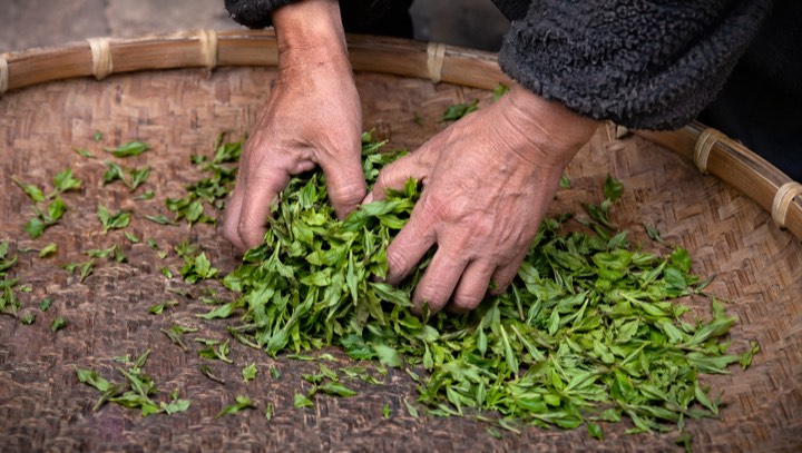 Hands sorting and rolling tea leaves on a bamboo tray